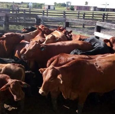 Pasturas en producción 1
