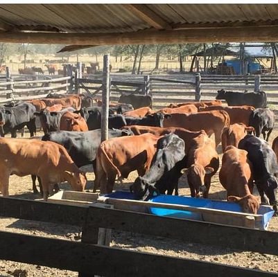 Pasturas en producción 2
