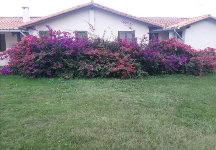 Corral moderno y galpones